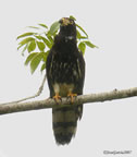 gray headed kite-dark juvenile